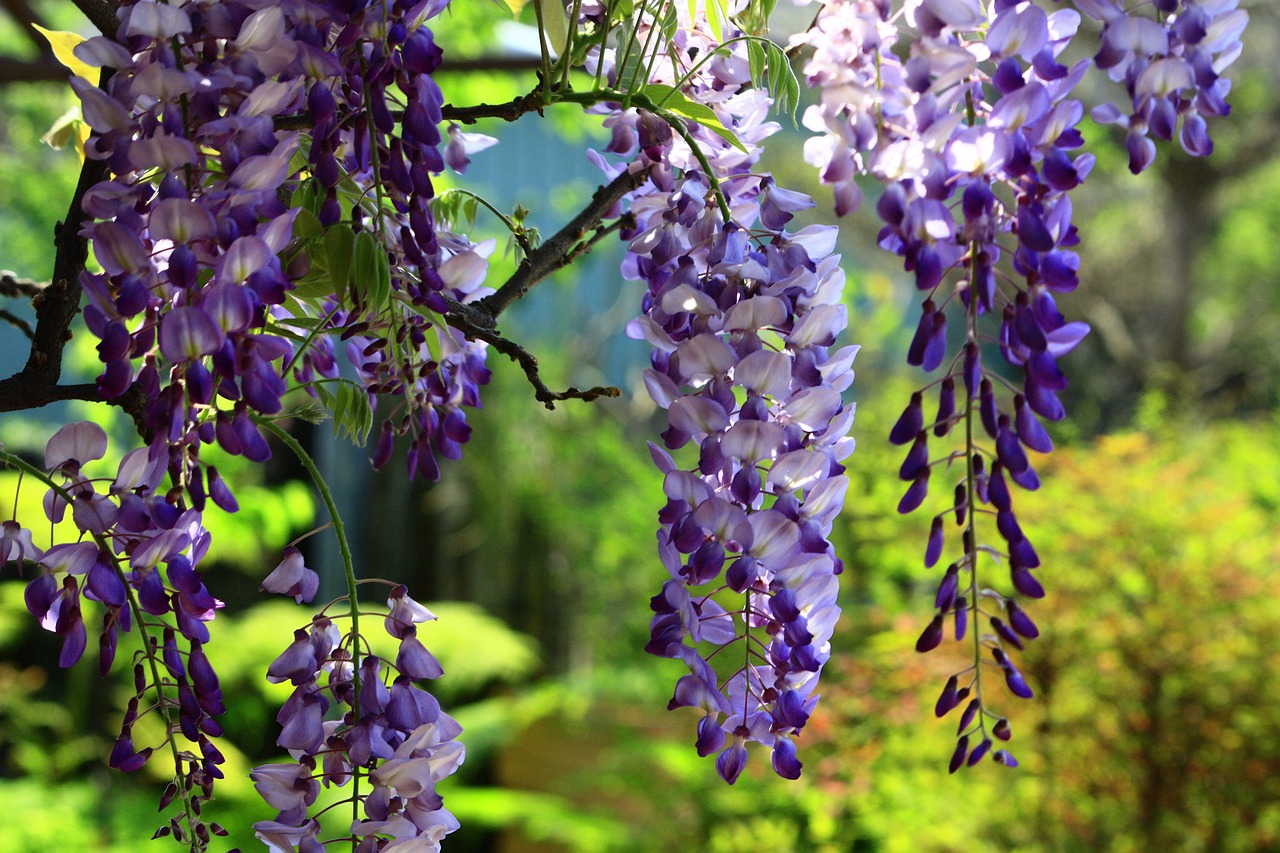 Fiori, piante e alberi